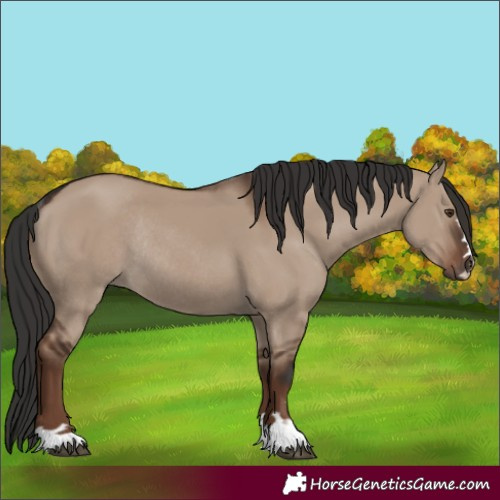 Horse Color:Liver Red Dun Rabicano 