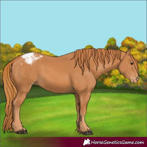 Horse Color:Chestnut Varnish 