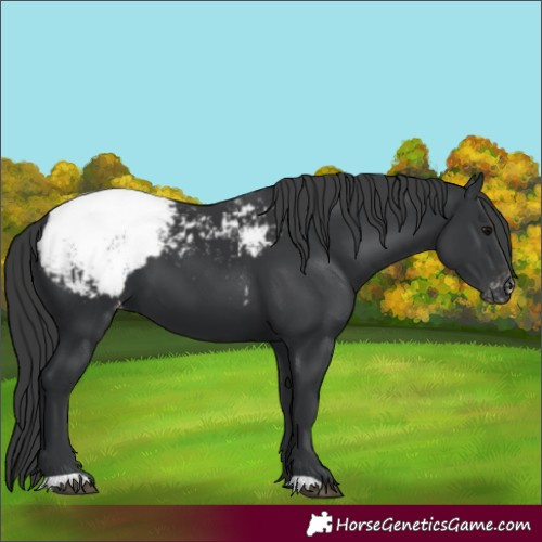 Horse Color:Black Snowcap