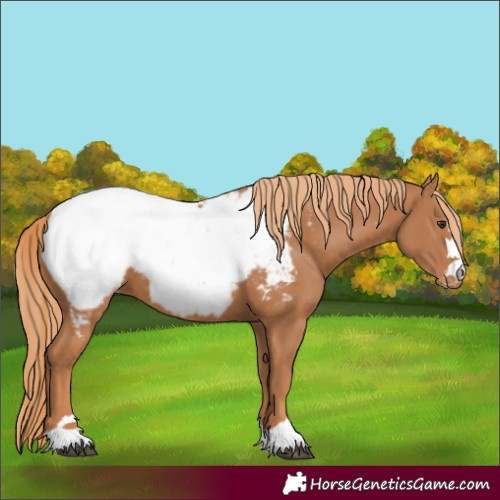 Horse Color:Chestnut Near Fewspot