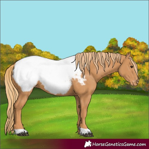 Horse Color:Chestnut Snowcap
