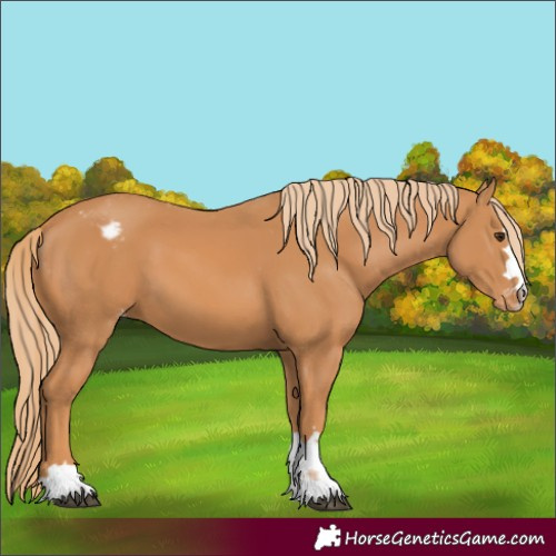 Horse Color:Chestnut Varnish 
