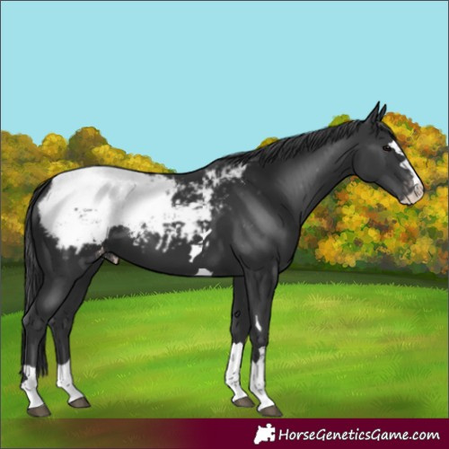 Horse Color:Black Snowcap 