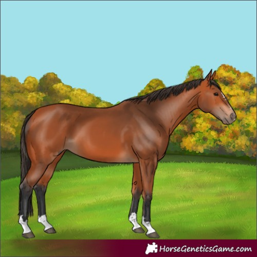 Horse Color:Bay 