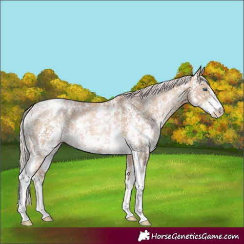 Horse Color:Chocolate Palomino Pearl Sabino Varnish Rabicano and Chocolate Palomino Pearl Sabino Varnish