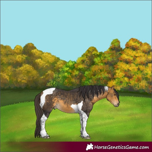 Horse Color:Buckskin Mushroom Tobiano 