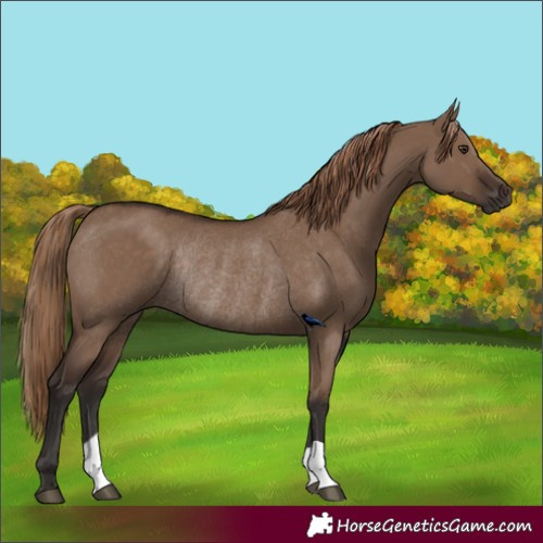 Horse Color:Liver Red Dun Rabicano 