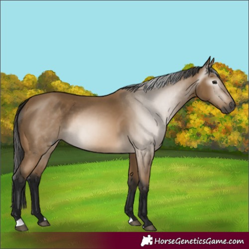 Horse Color:Gray Buckskin 