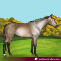 Horse Color:Gray Buckskin