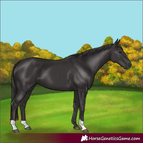 Horse Color:Smoky Black