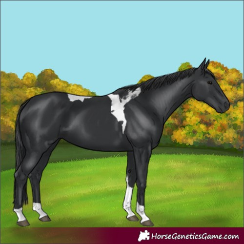 Horse Color:Black Tobiano 