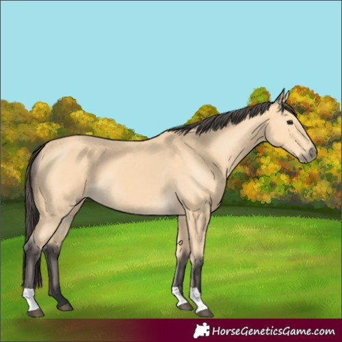 Horse Color:Buckskin 