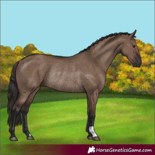 Horse Color:Liver Red Dun Rabicano