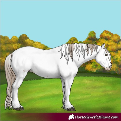 Horse Color:Red Roan Fewspot 