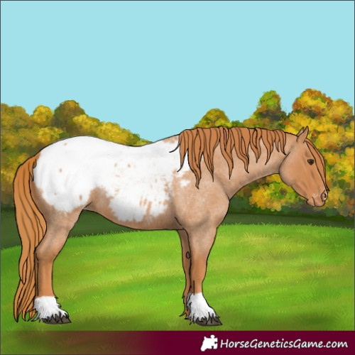Horse Color:Red Roan Snowcap