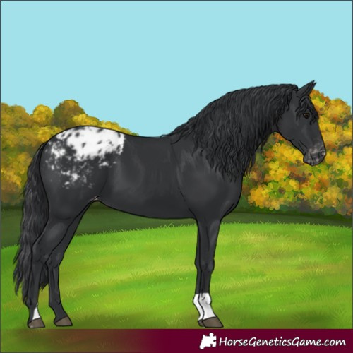 Horse Color:Black Blanket