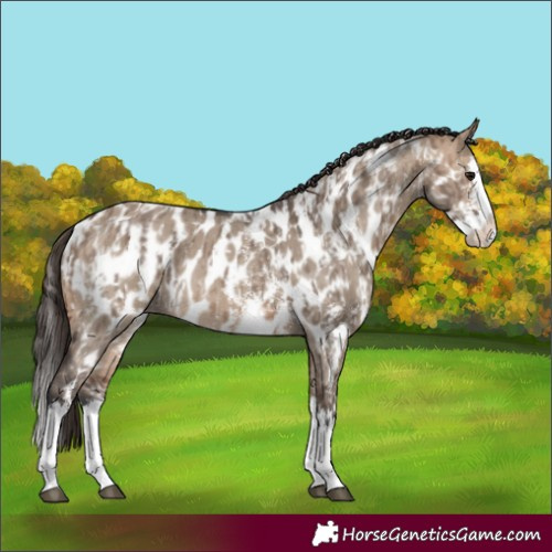 Horse Color:Bay Dun Sabino Splash Near Leopard  and Bay Dun Sabino Splash Near Leopard 
