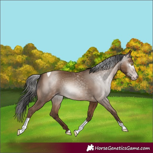 Horse Color:Gray Amber Champagne Tobiano 