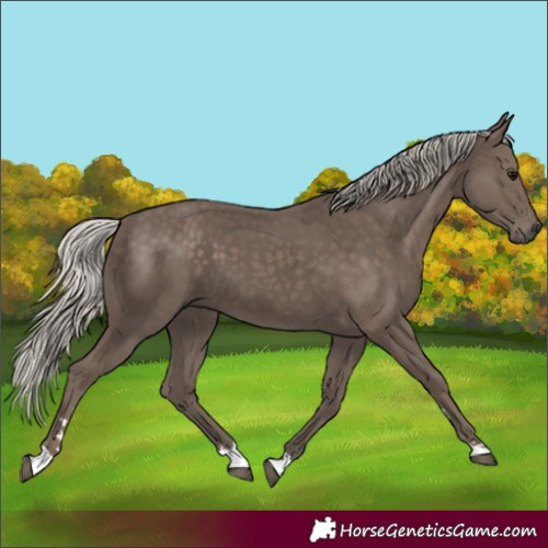 Horse Color:Silver Black