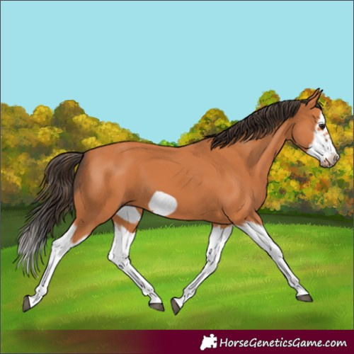 Horse Color:Bay Splash Frame 