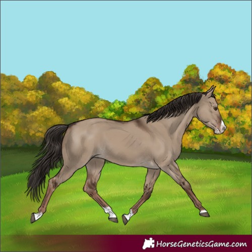 Horse Color:Liver Red Dun Splash Rabicano