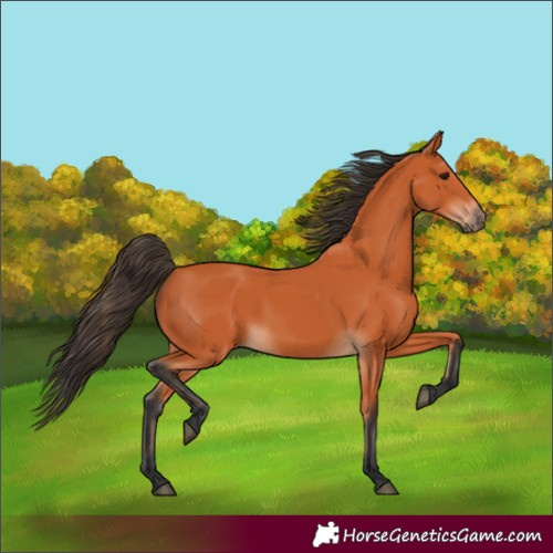 Horse Color:Bay 