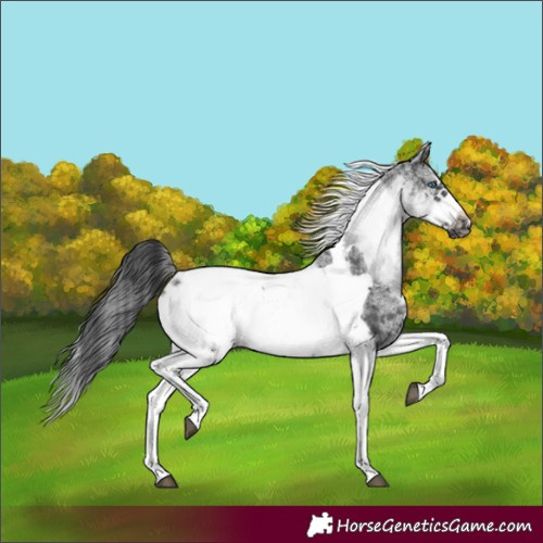 Horse Color:White Spotted Black Splash Tobiano Frame Blanket