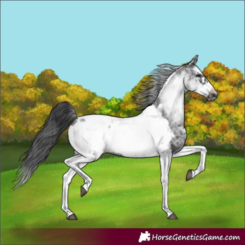 Horse Color:White Spotted Black Splash Tobiano Frame Near Leopard 