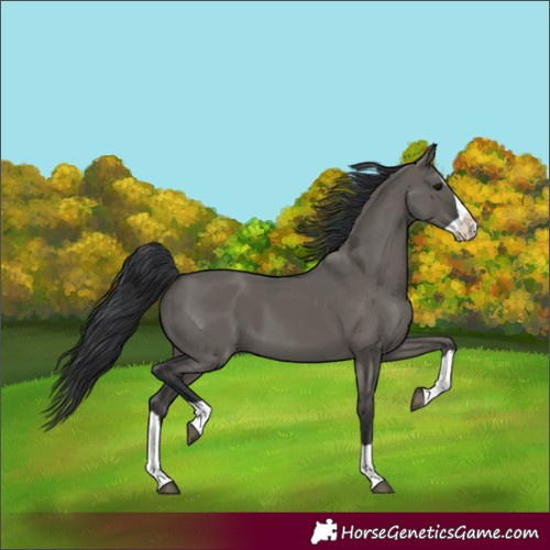 Horse Color:Grullo Splash