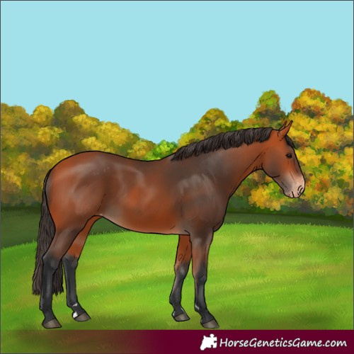 Horse Color:Bay Varnish 