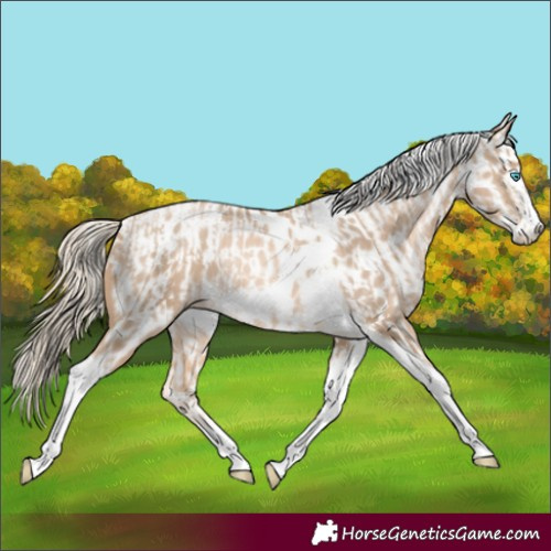 Horse Color:Chocolate Palomino Pearl Tobiano Frame and Chocolate Palomino Pearl Tobiano Frame Near Leopard