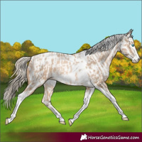 Horse Color:Chocolate Palomino Pearl Tobiano Frame  and Chocolate Palomino Pearl Tobiano Frame Near Leopard 