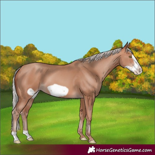 Horse Color:Silver Sable Champagne Frame 
