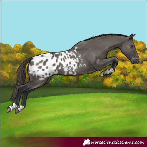 Horse Color:Grullo Blanket