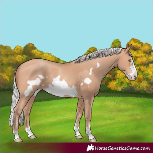 Horse Color:Silver Amber Champagne Frame