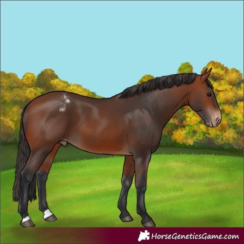Horse Color:Bay Varnish 