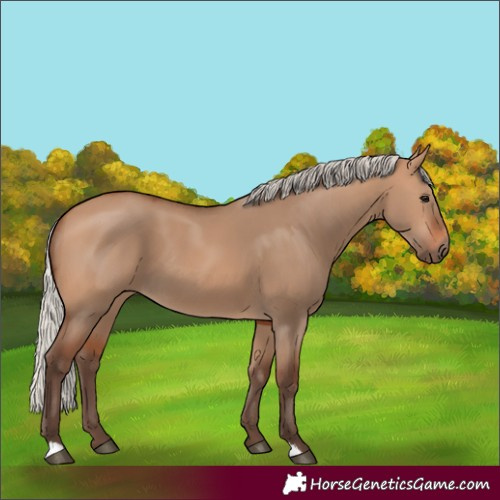 Horse Color:Silver Bay Dun 