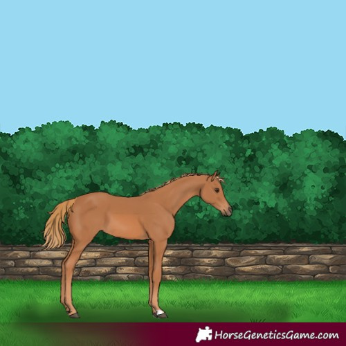 Horse Color:Chestnut 