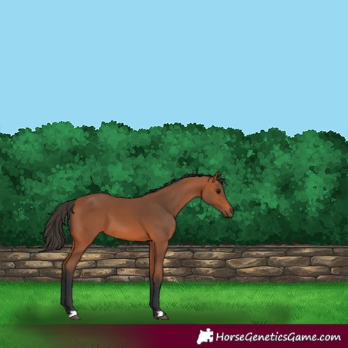 Horse Color:Bay 