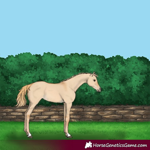 Horse Color:Red Dun 