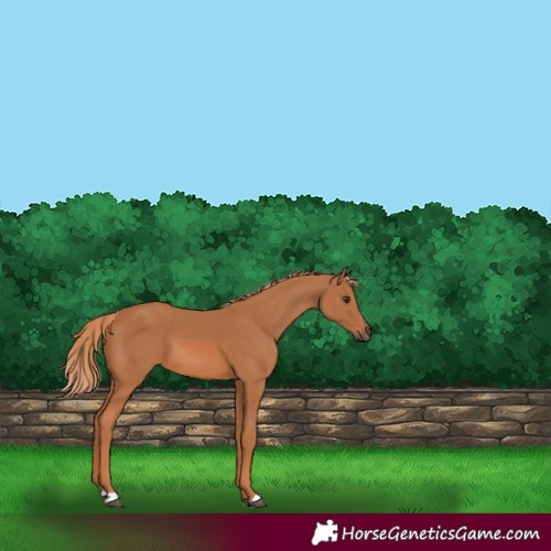 Horse Color:Chestnut 