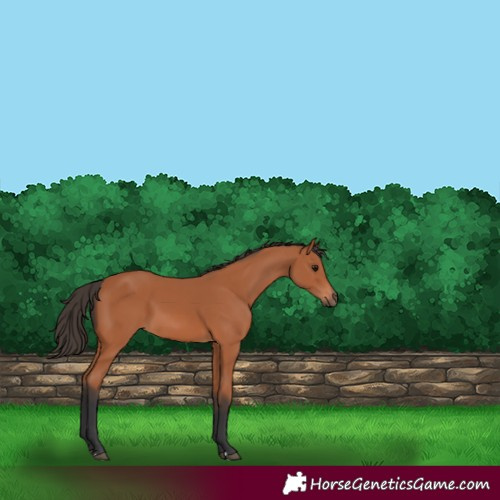 Horse Color:Bay 