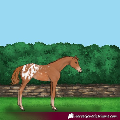 Horse Color:Chestnut Blanket 
