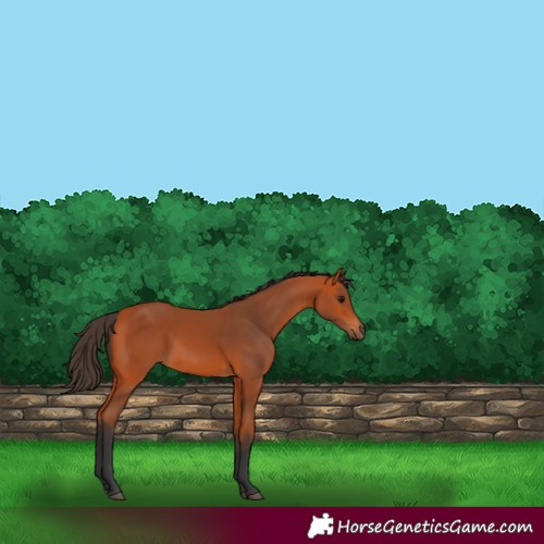 Horse Color:Bay 