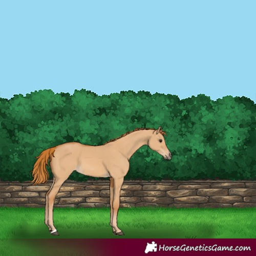 Horse Color:Red Dun