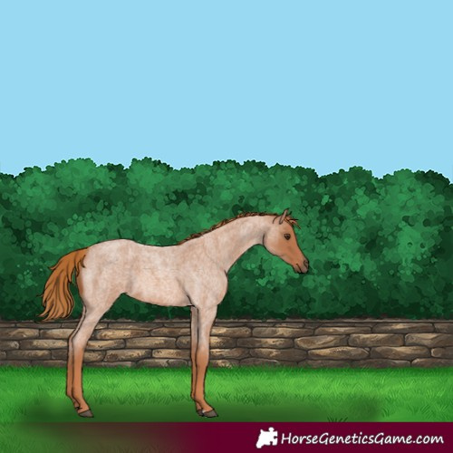 Horse Color:Red Roan