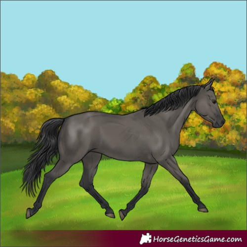 Horse Color:Grullo