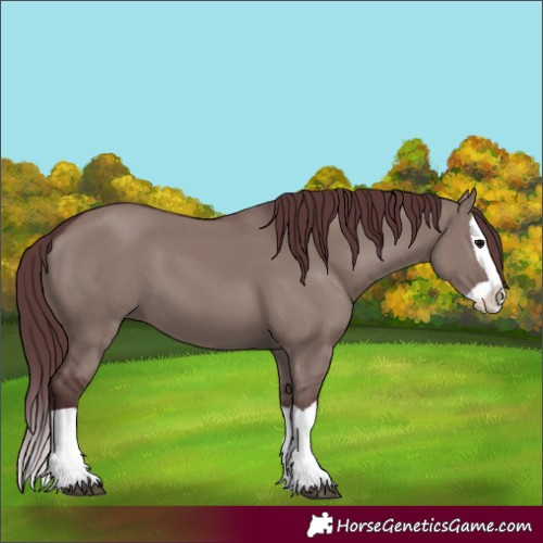 Horse Color:Platinum Chocolate Grullo Splash