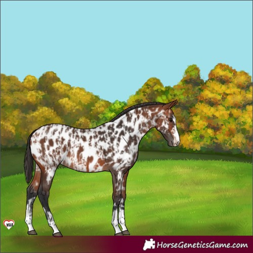 Horse Color:Bay Near Leopard  and Bay Near Leopard 