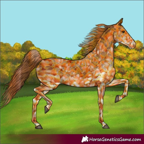 Horse Color:White Spotted Chestnut 